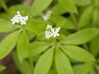 �I�N�N���}���O��