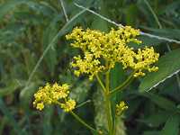 �I�~�i�G�V