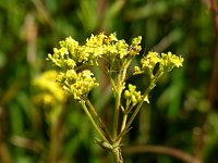 �I�~�i�G�V