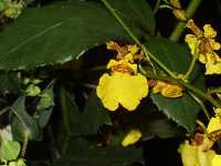 �I���V�W�E��