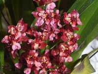 �I���V�W�E���E�g�D�C���N��