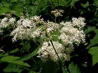 �I�j�V���c�P