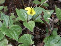 �I�I�o�L�X�~��