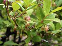 �I�I�o�X�m�L