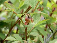 �I�I�o�X�m�L