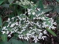 �I�I�n�i�E�h