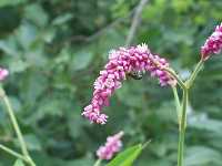 �I�I�P�^�f