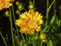 �I�I�L���P�C�M�N