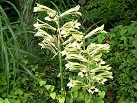 �I�I�E�o�����i��W�S���j