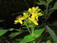 �I�g�M���\�E