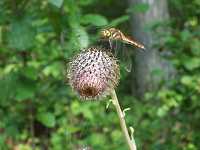 �I���}�{�N�`