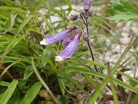 �y���X�e����