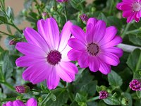 �y���J���X�E�y���J