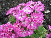 �y�`���j�A