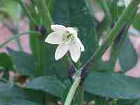 �s�[�}���̉�