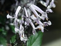 �v���N�g�����T�X�f�P�[�v�E�G���W�F���f