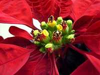 �V���E�W���E�{�N