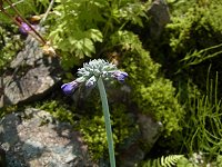 �v�������E�J�s�^�[�^