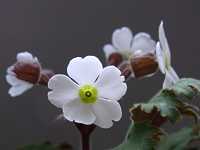 �v�������E�V�l���V�X