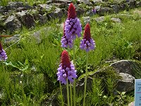 �v�������E�r�A���[