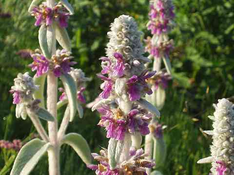 �����Y�C���[