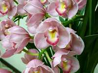 �V���r�W�E��