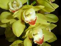 �V���r�W�E��