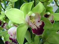 �V���r�W�E��