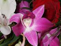 �f���t�@��