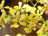 �I�u���U�^��