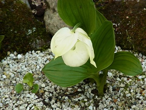 レブンアツモリソウ