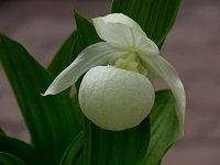 ���u���A�c�����\�E