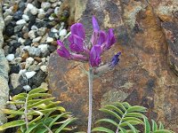 ���u���\�E