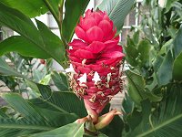 ���b�h�W���W���[