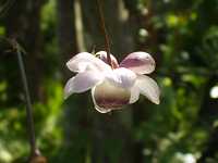 �����Q�V���E�}