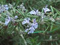 ���[�Y�}���[