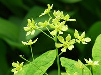 ���C���E�{�^��