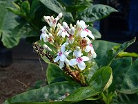 �����n�i�K�T���h�L