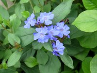 �����}�c�����h�L