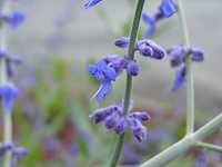 ���V�A���Z�[�W