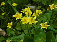 �����E�L���J