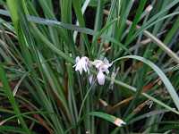 �W���m�q�Q