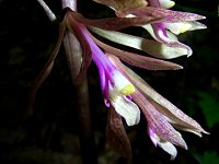 �T�C�n�C����