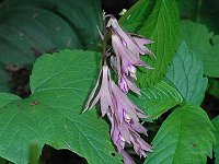 �T�C�n�C����