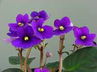 �Z���g�|�[���A