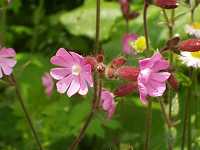 �T�N���}���e�}