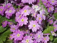 �T�N���\�E