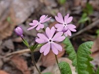 �T�N���\�E