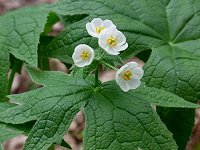 �T���J���E