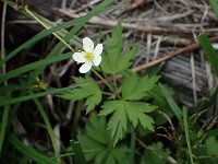 �T�������\�E